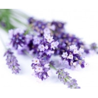 Hydrolate Lavender, 100 ml
