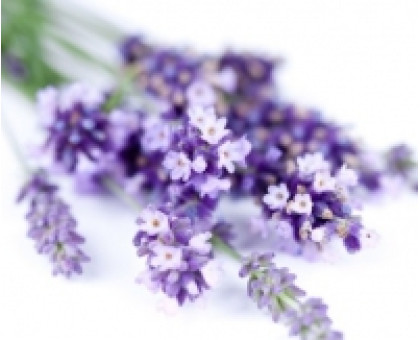 Hydrolate Lavender Haldi-Aroma zone, 100 ml Hydrolate Lavender Haldi-Aroma zone, 100 ml