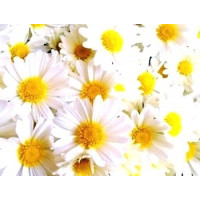 Chamomile hydrolate, 100 ml France BIO