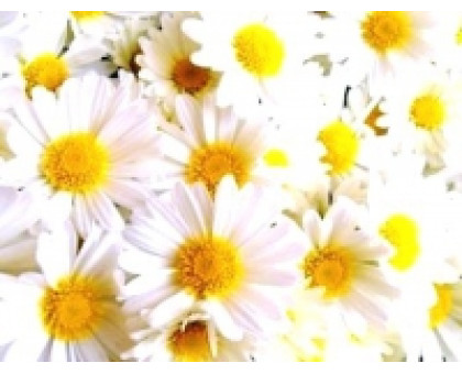 Chamomile hydrolate Haldi-Aroma zone, 100 ml France BIO Chamomile hydrolate Haldi-Aroma zone, 100 ml France BIO